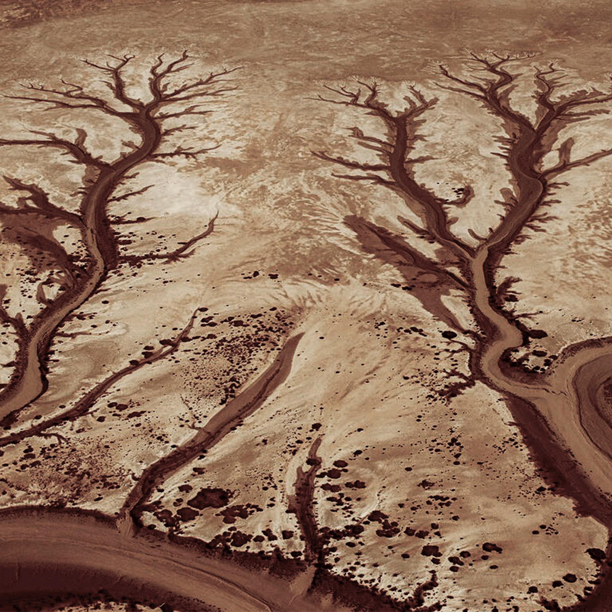 Wild Fire is a warm, woodsy scent which blends premium wild-harvested Australian sandalwood with creamy amber and floral notes of ylang ylang, jasmine petals, cedarwood and musk.